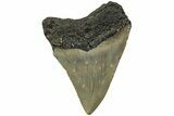 Fossil Megalodon Tooth - North Carolina #190752-1